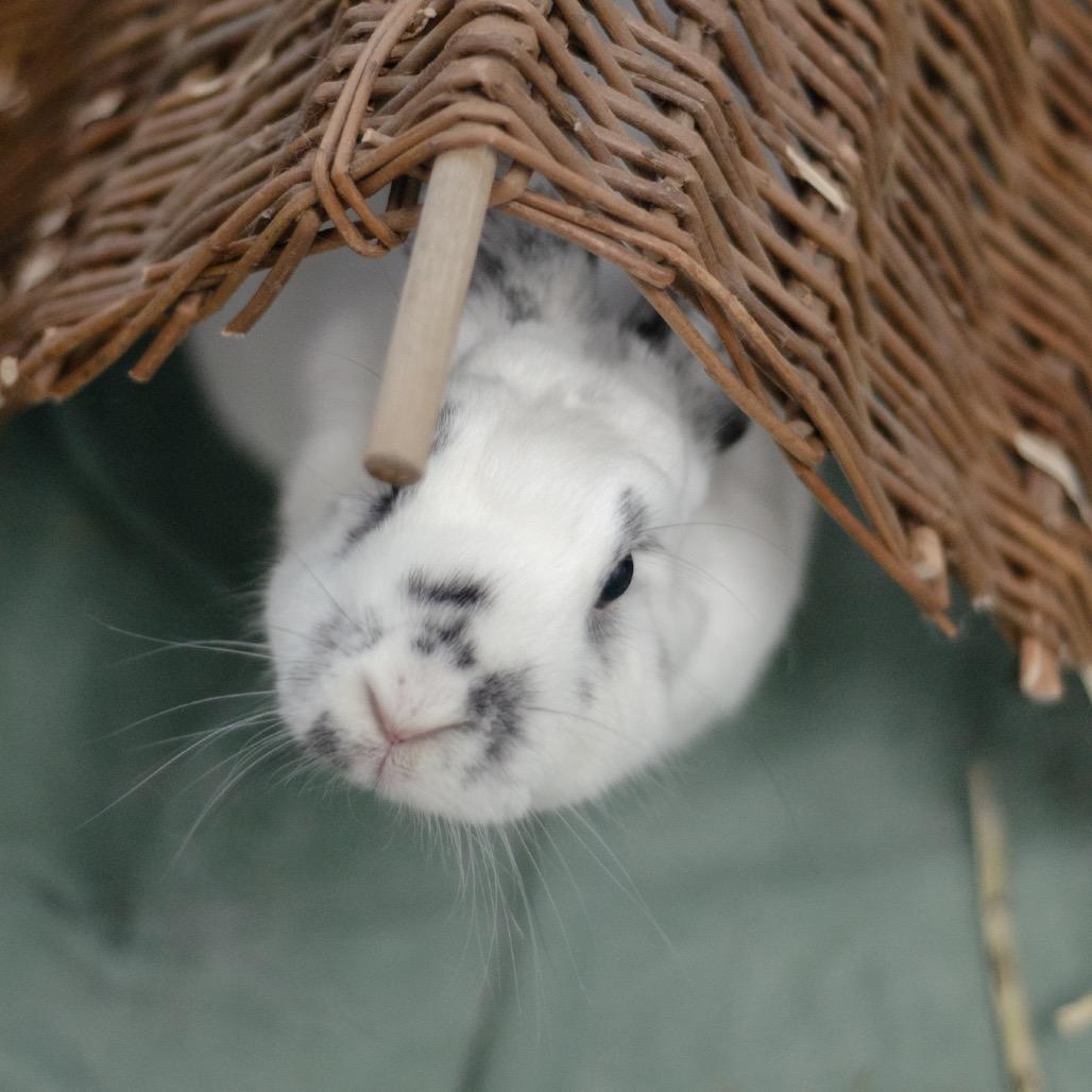 Enlarge Ava, a Adoptable English Spot in Kennesaw, GA image 3/4