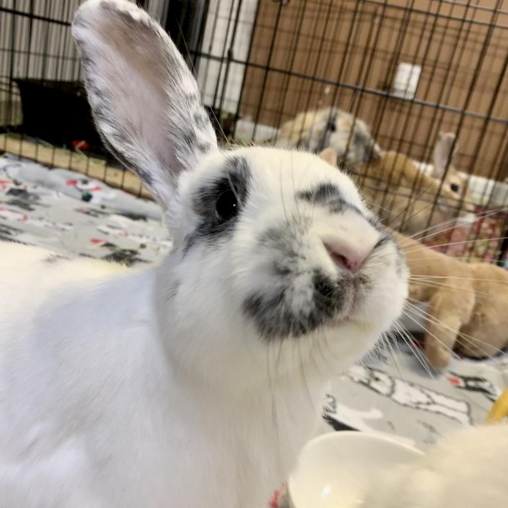 Enlarge Ava, a Adoptable English Spot in Kennesaw, GA image 4/4