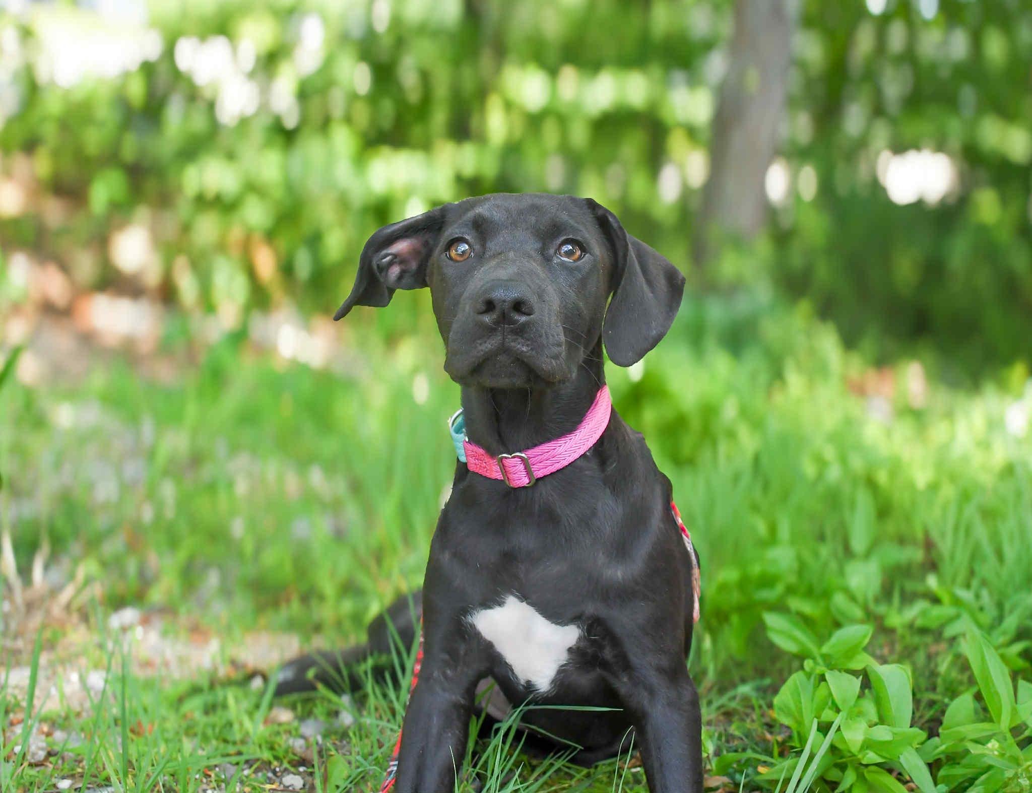 Meet Victor in NH! Come Meet our Adoptable Dogs Wednesday-Saturday. More info in Bio!