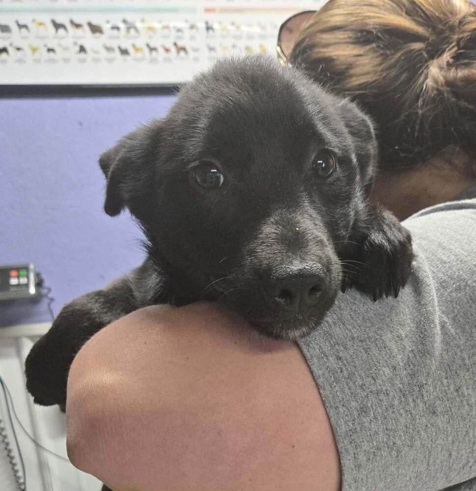 Enlarge Bean, a Adoptable mixed breed in Waverly, OH image 1/1