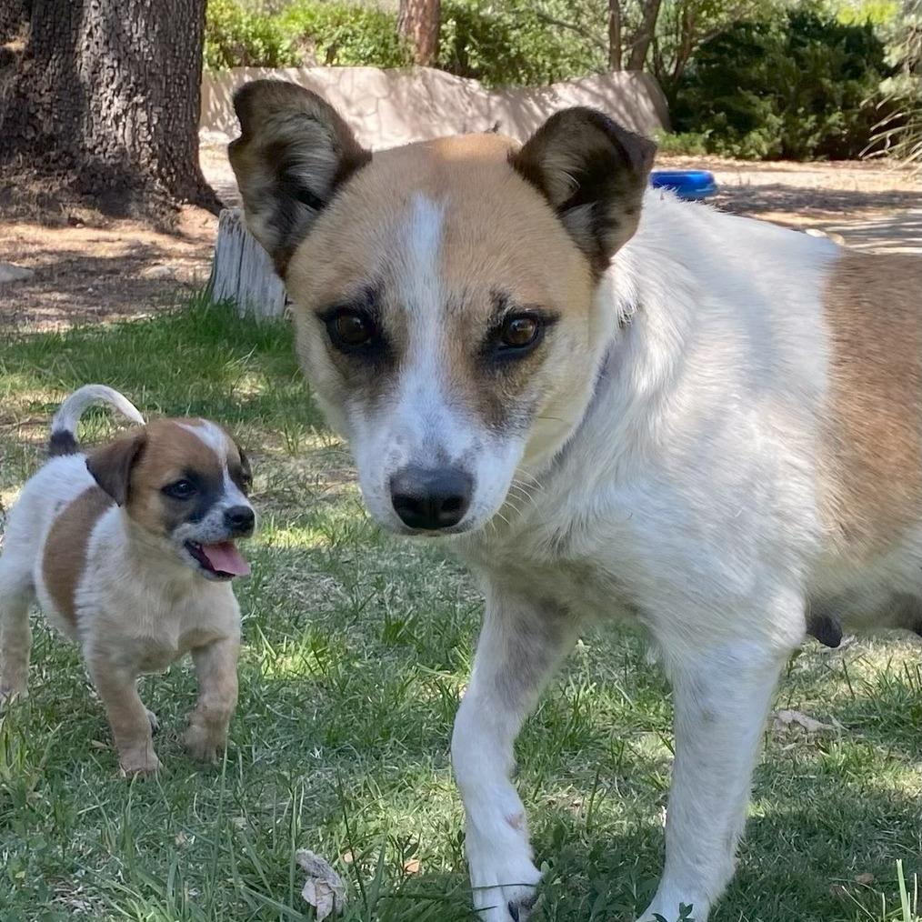 Alice, Adoptable, Adult Female Australian Cattle Dog / Blue Heeler & Mixed Breed.