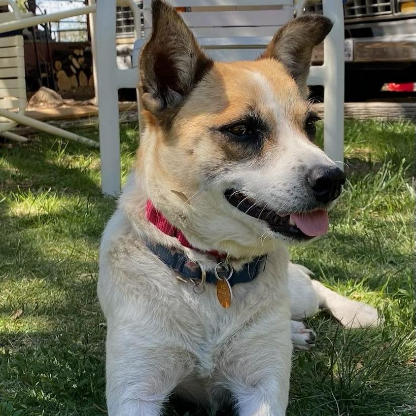 Alice, a Adoptable mixed breed in Prescott, AZ image 2/6