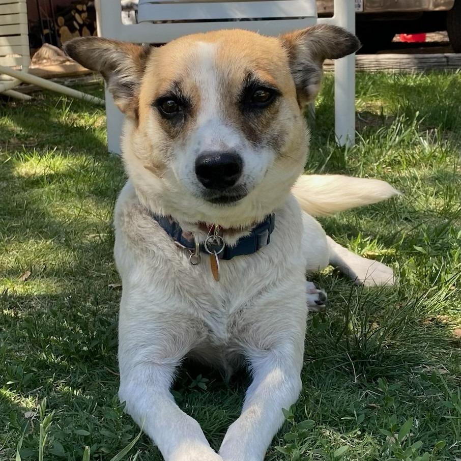 Alice, a Adoptable mixed breed in Prescott, AZ image 3/6