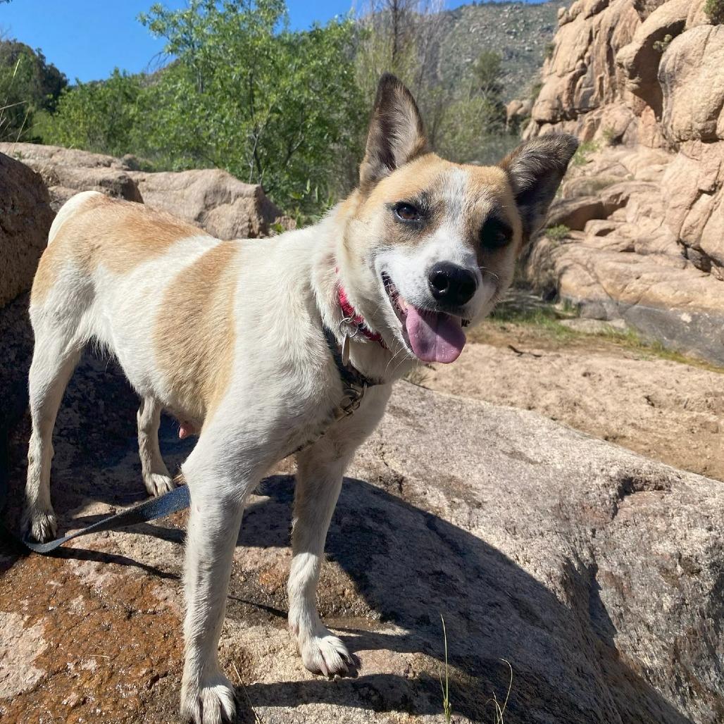 Alice, a Adoptable mixed breed in Prescott, AZ image 4/6