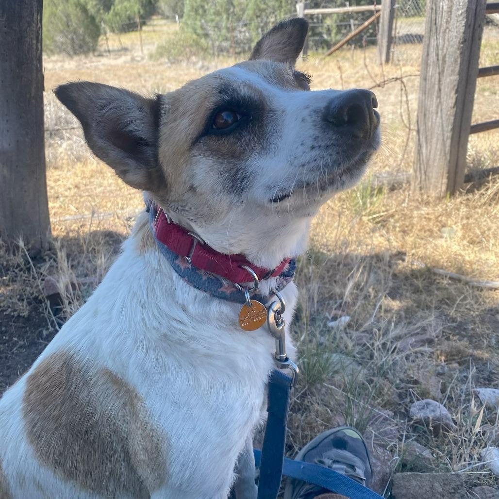 Alice, a Adoptable mixed breed in Prescott, AZ image 5/6
