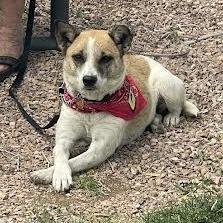 Alice, a Adoptable mixed breed in Prescott, AZ image 6/6