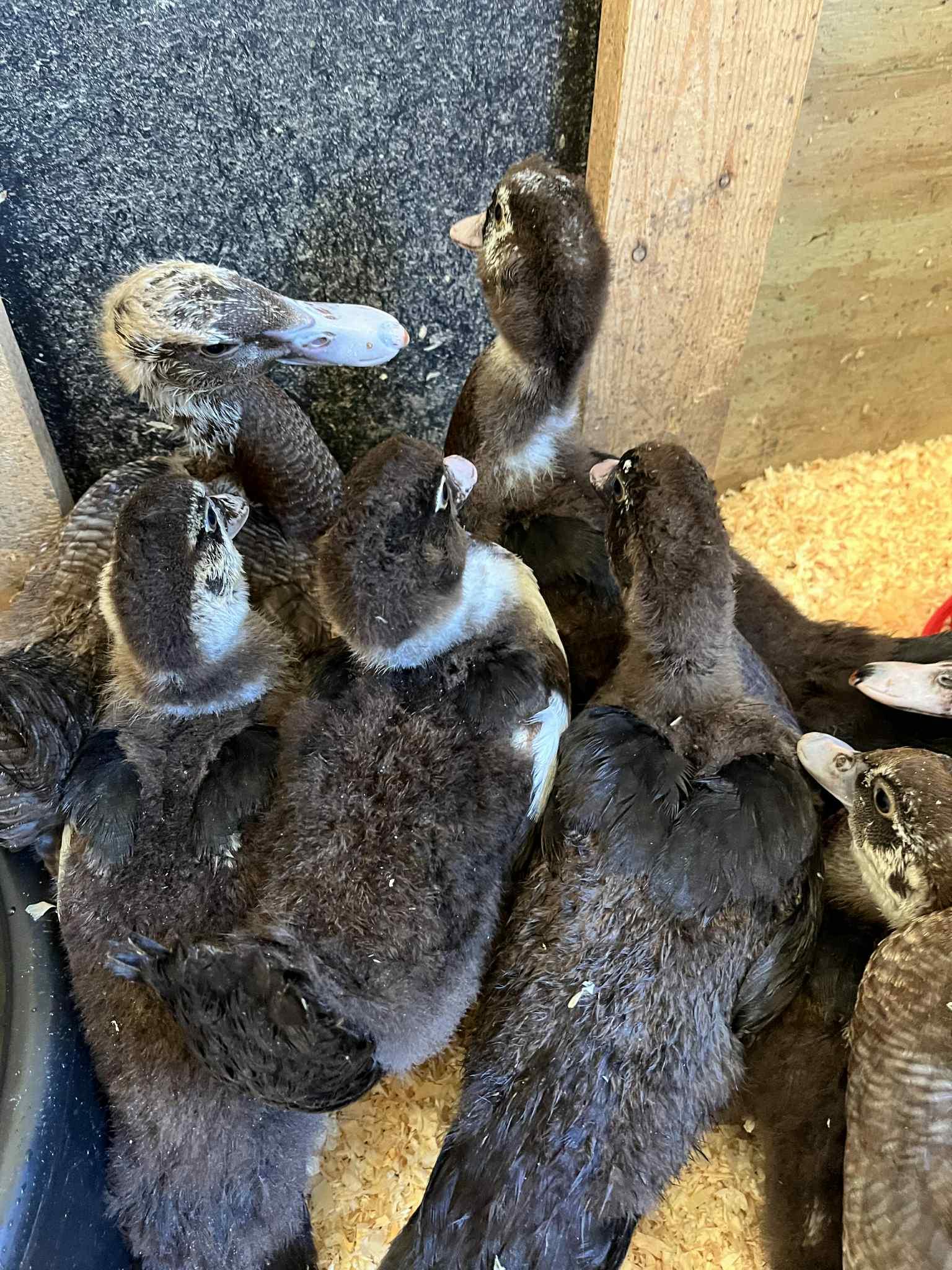 Muscovy ducks