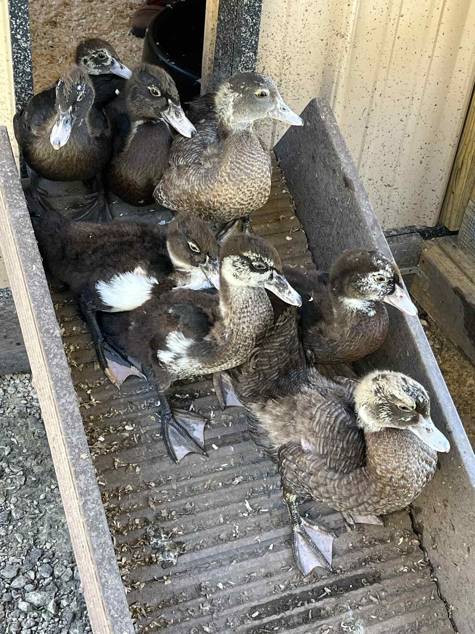 Muscovy ducks, Young Unknown unknown