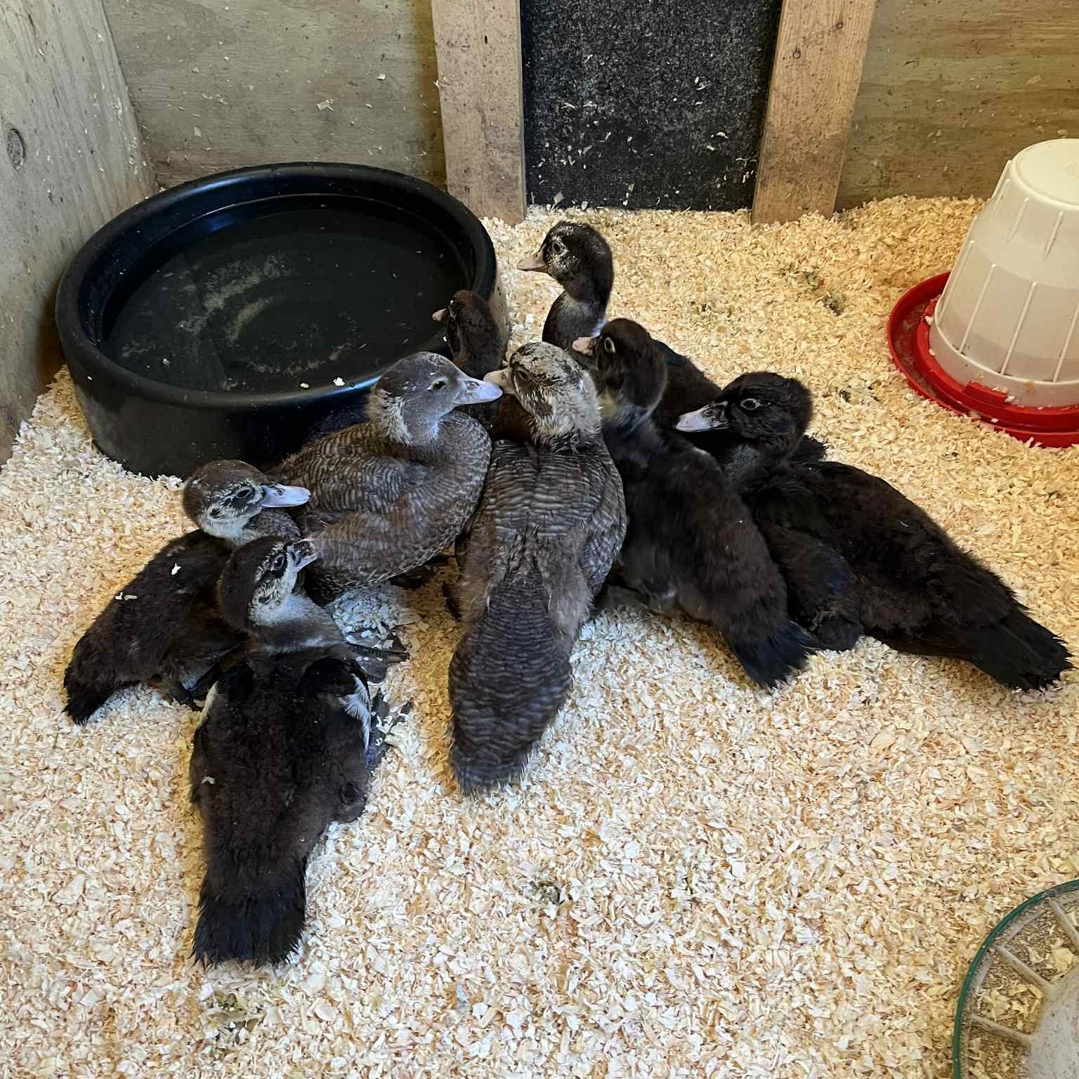Muscovy ducks