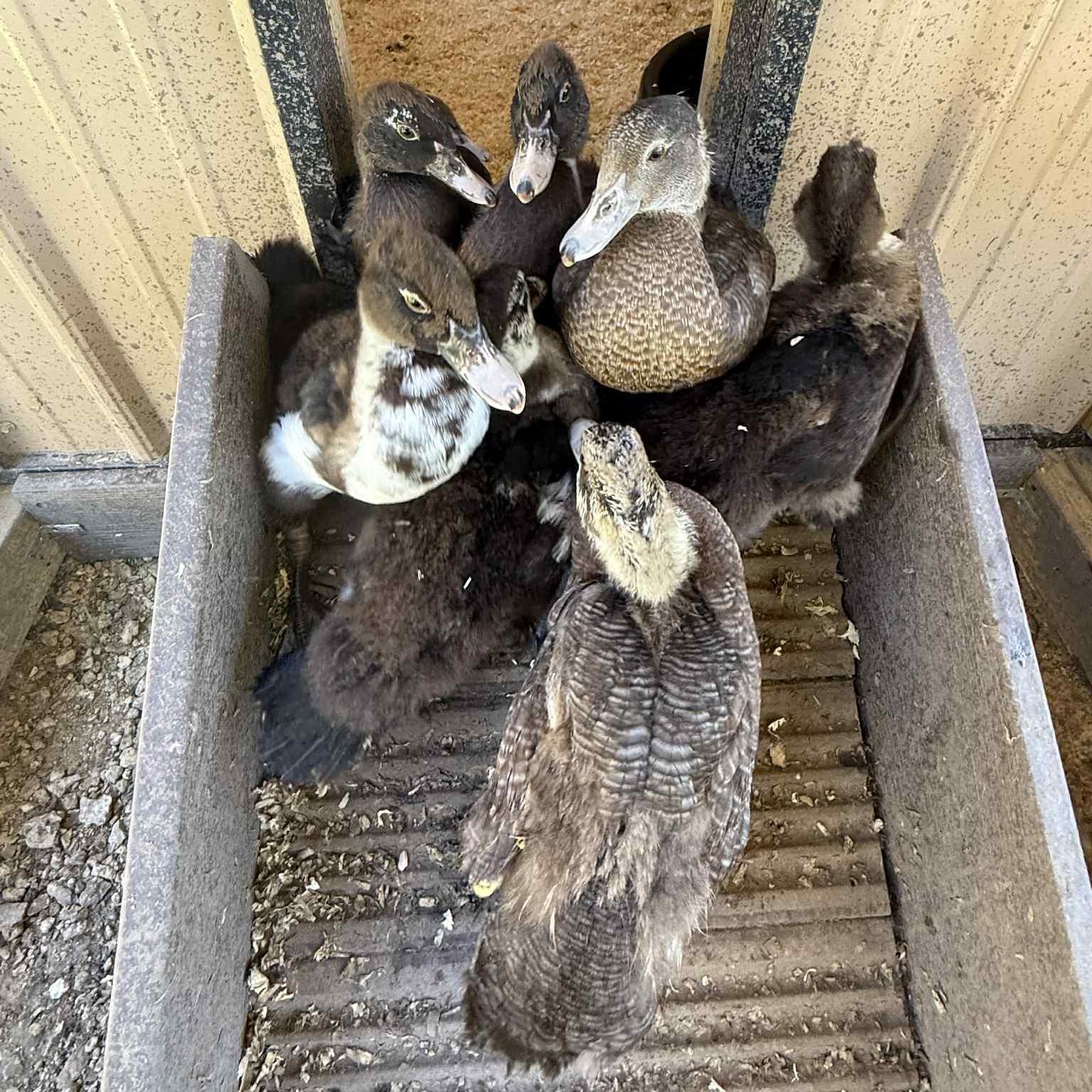 Muscovy ducks