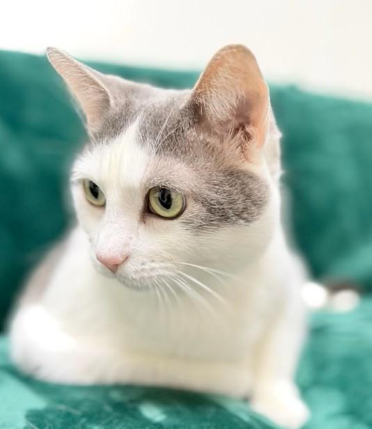 Kitty, ADOPTABLE, Adult Female Domestic Short Hair.