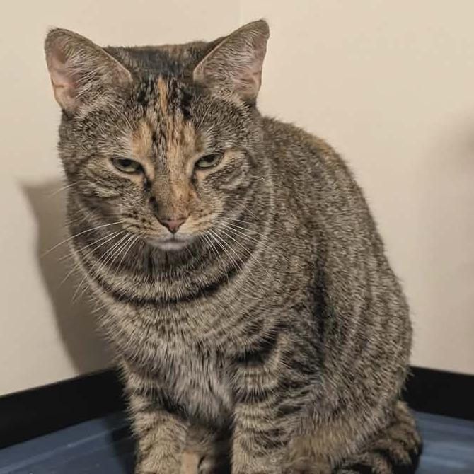 Paris, a Adoptable Domestic Short Hair in Greenwood, MO image 2/4