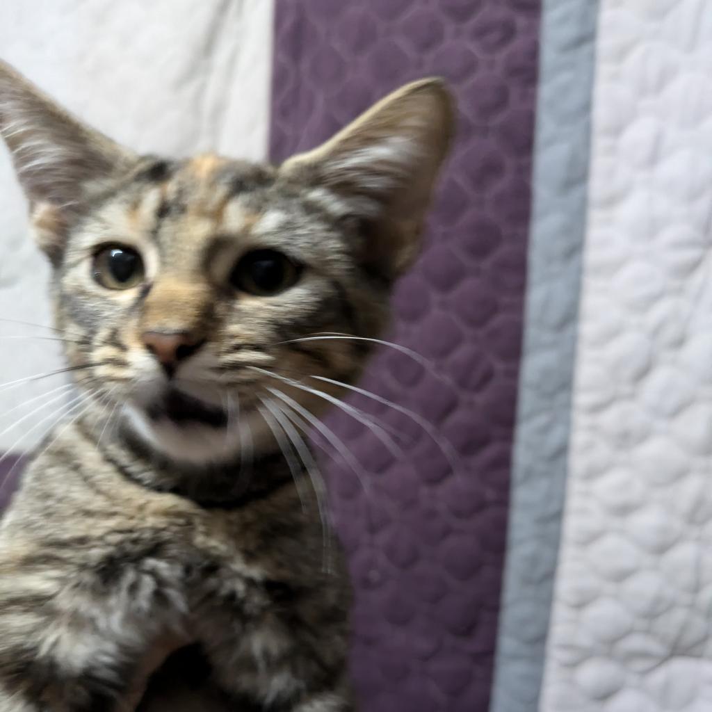 Paris, Adoptable, Adult Female Domestic Short Hair.