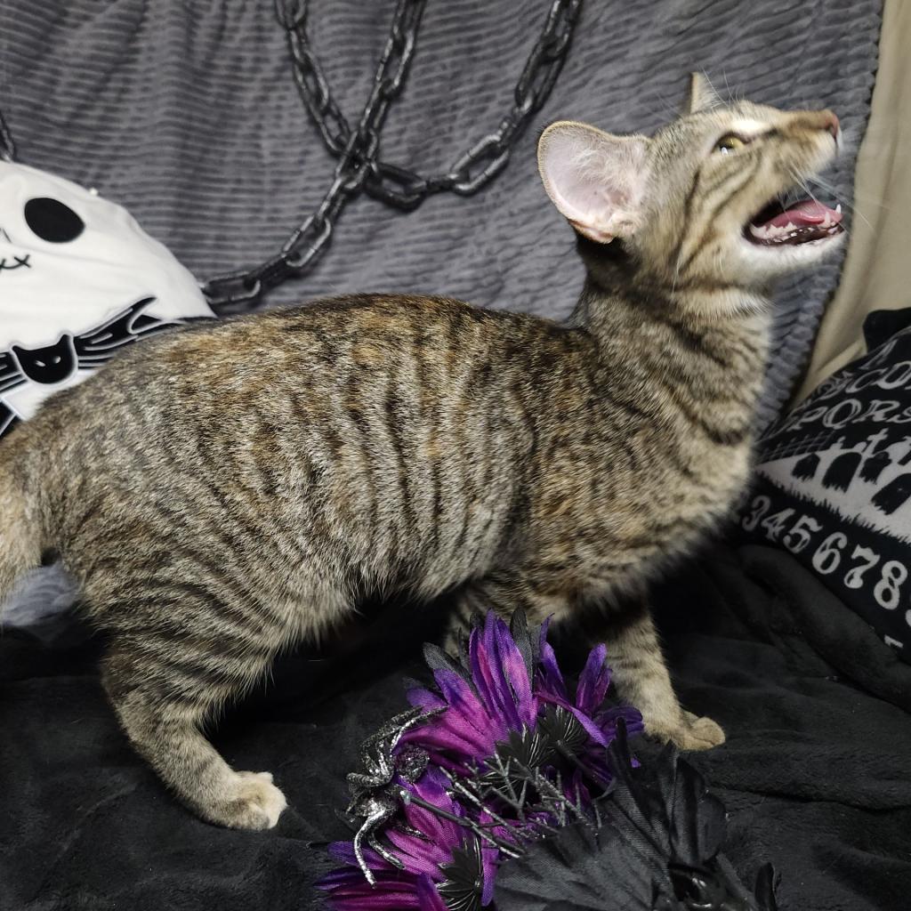 Enlarge Paris, a Adoptable Domestic Short Hair in Greenwood, MO image 3/3