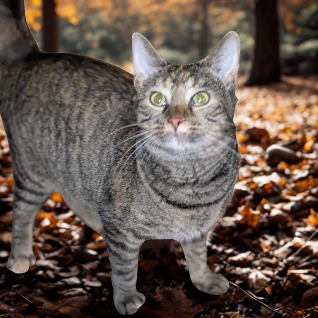 Paris, a Adoptable Domestic Short Hair in Greenwood, MO image 3/3