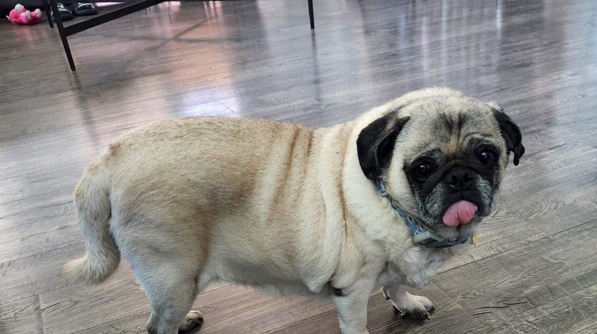 Enlarge Agent Frank, a ADOPTABLE Pug in Mesa, AZ image 1/2