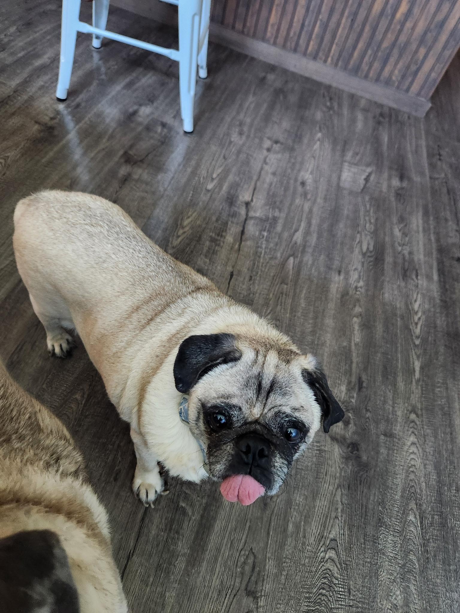 Enlarge Agent Frank, a ADOPTABLE Pug in Mesa, AZ image 2/2