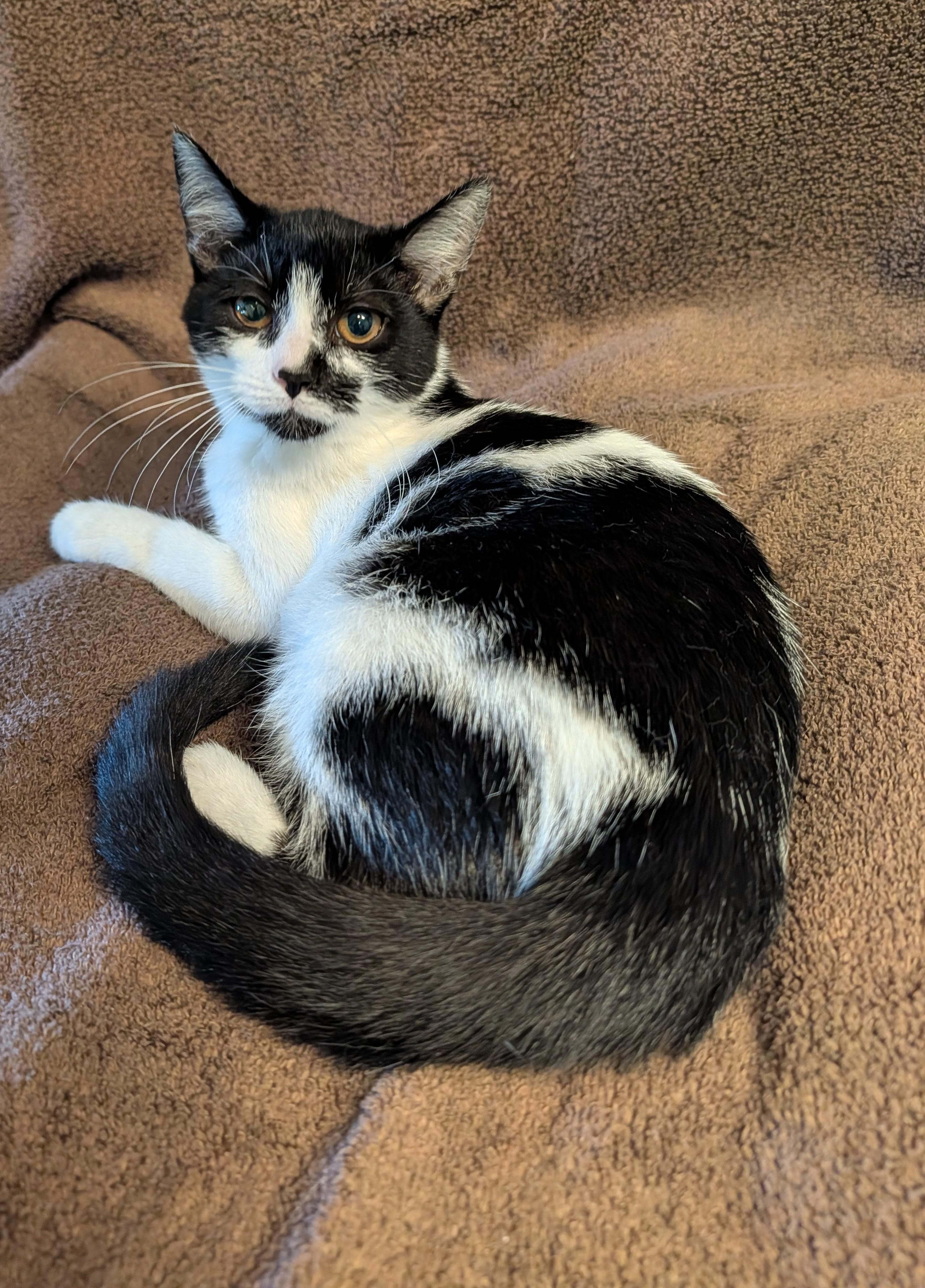 Maisie, Adoptable, Kitten Female Domestic Short Hair.