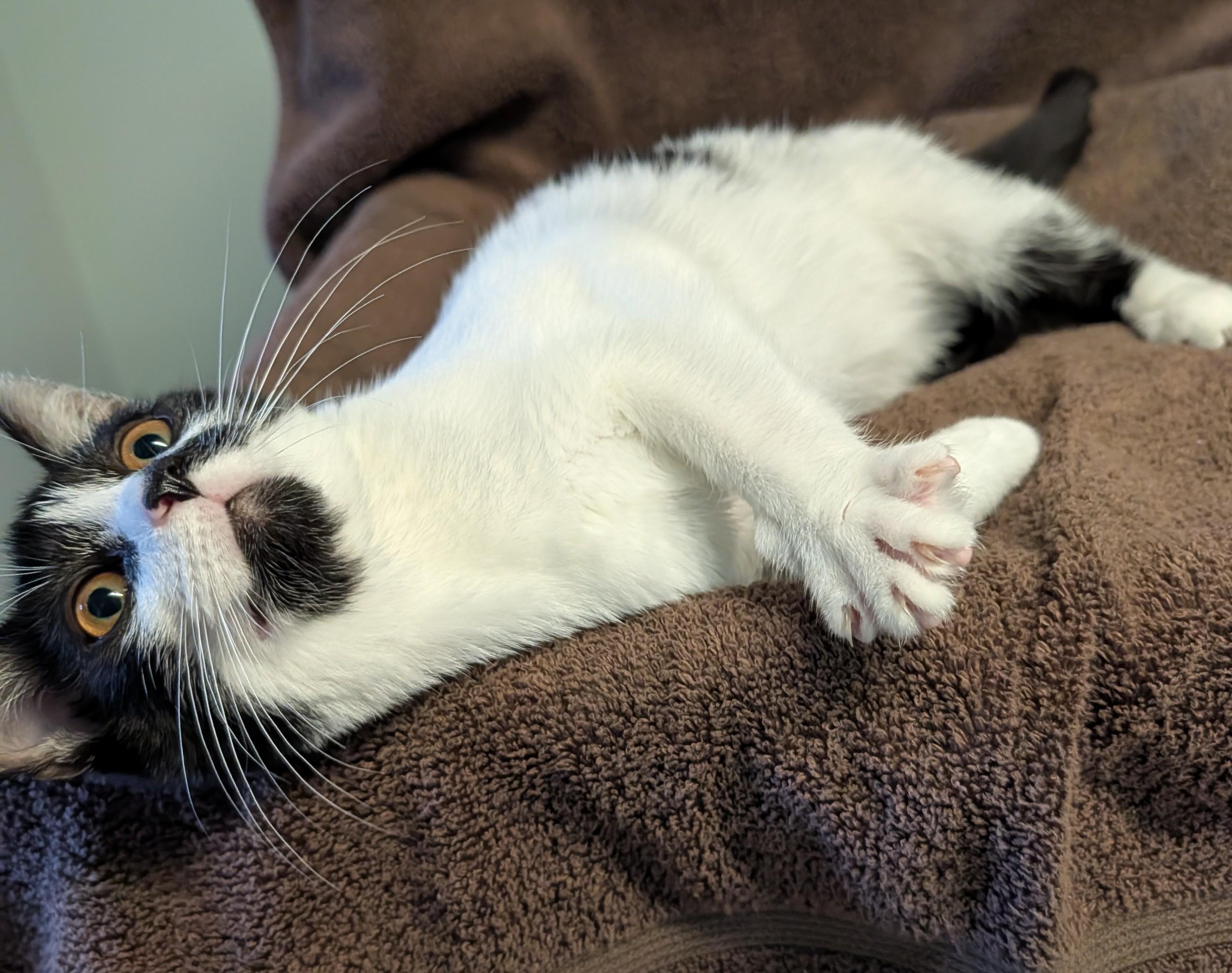 Enlarge Maisie, a Adoptable Domestic Short Hair in Brockport, NY image 4/4