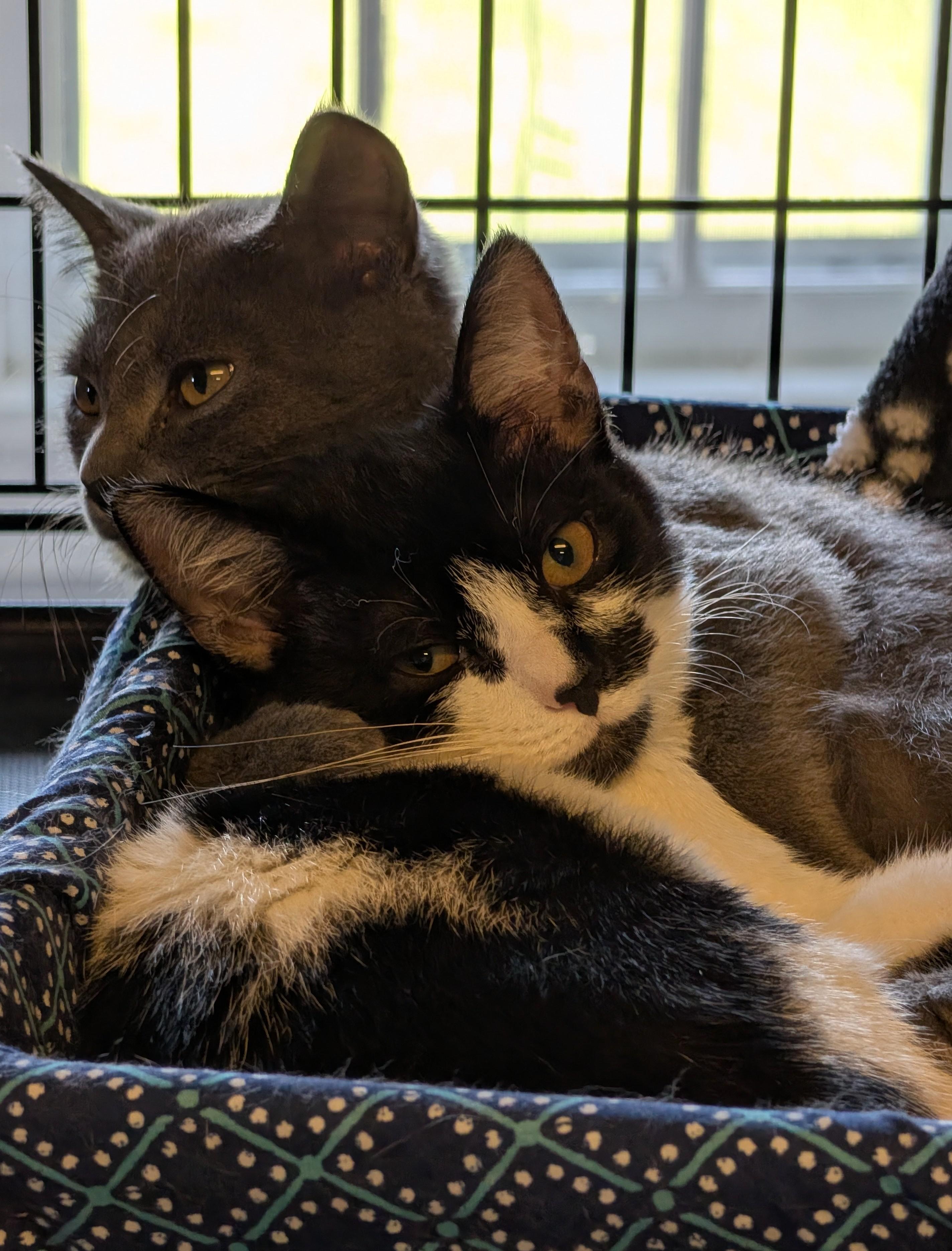 Enlarge Maisie, a Adoptable Domestic Short Hair in Brockport, NY image 2/4