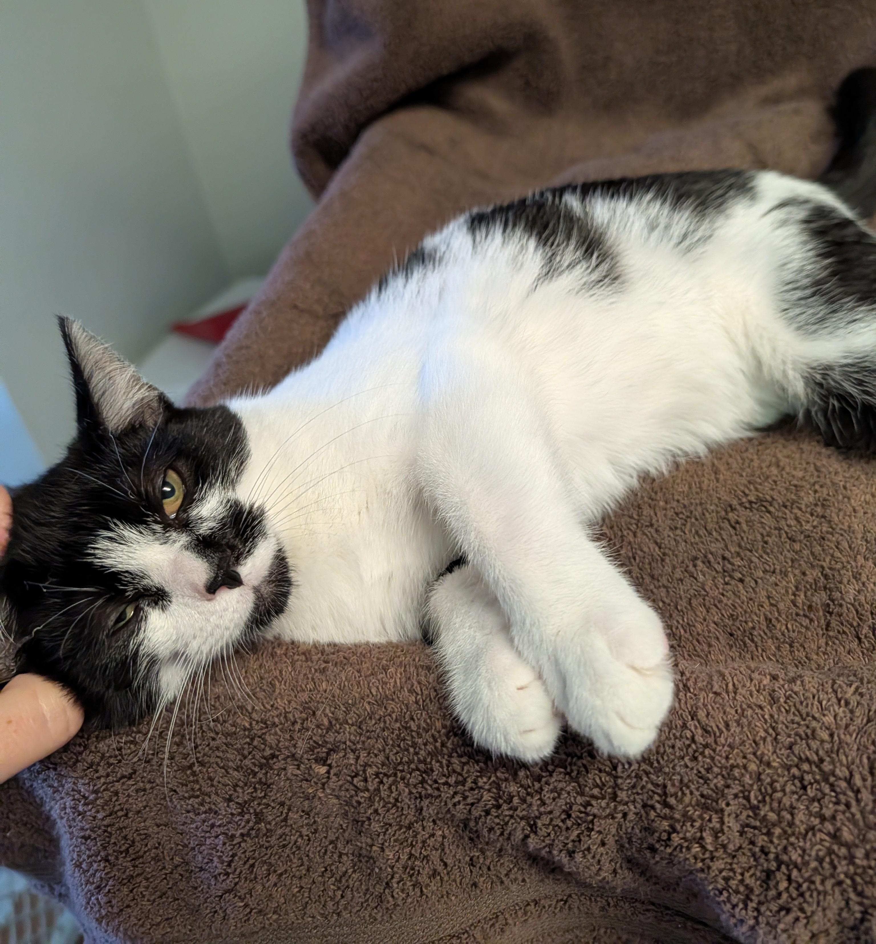 Enlarge Maisie, a Adoptable Domestic Short Hair in Brockport, NY image 3/4