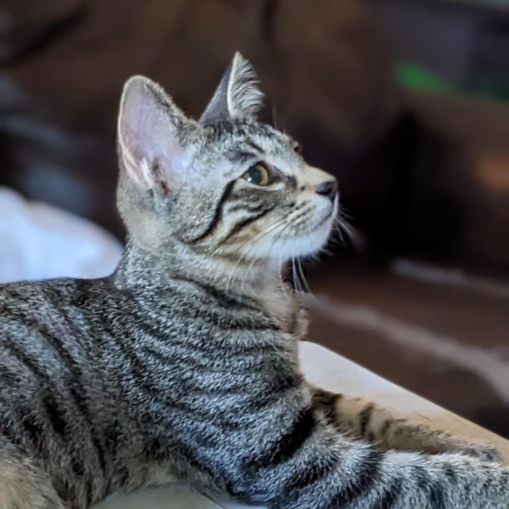 Melville, Adoptable, Adult Male Domestic Short Hair.