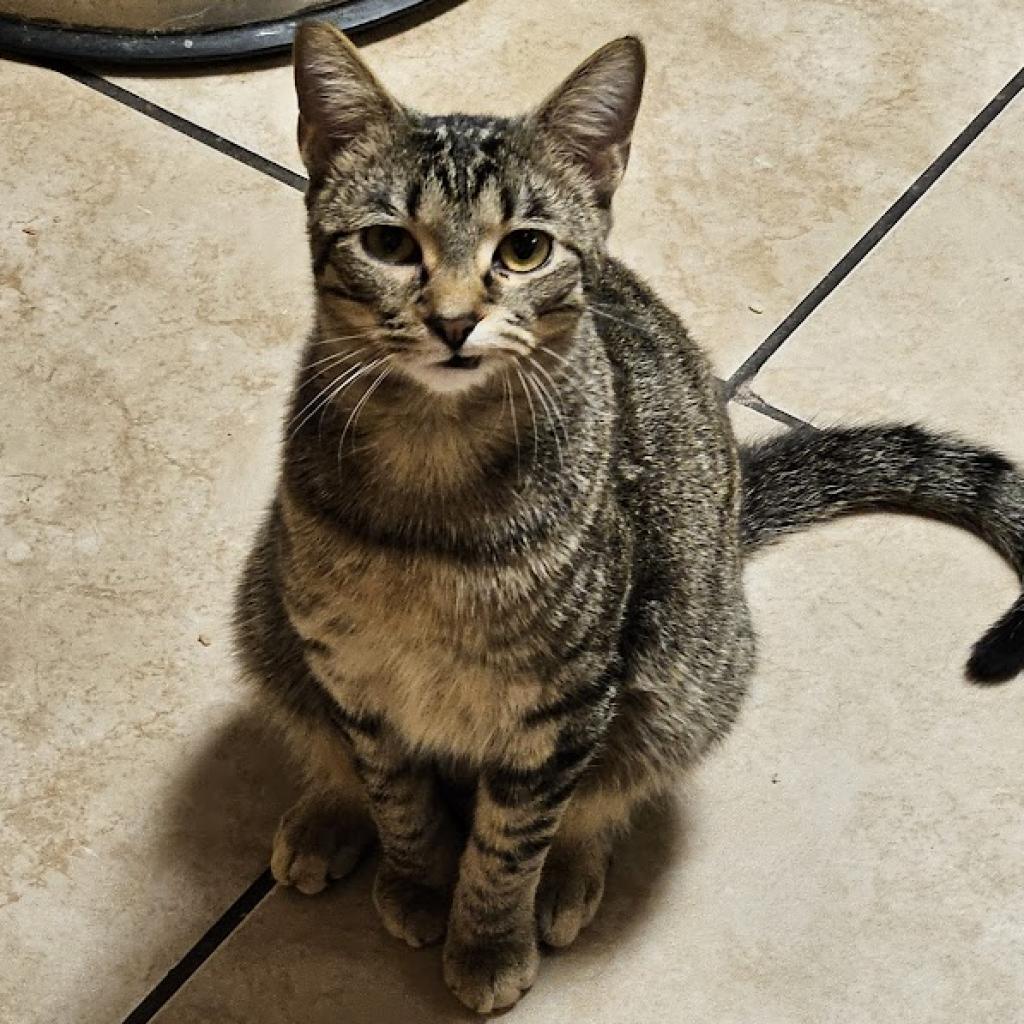 Melville, a Adoptable Domestic Short Hair in Greenwood, MO image 2/6