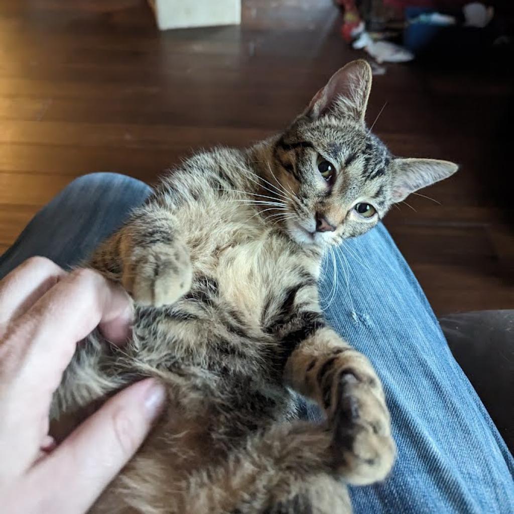 Melville, a Adoptable Domestic Short Hair in Greenwood, MO image 4/6