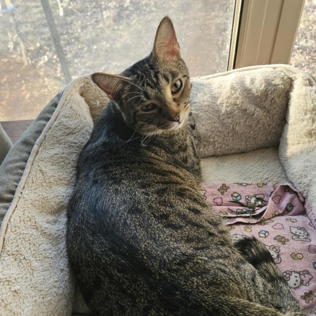 Enlarge Melville, a Adoptable Domestic Short Hair in Greenwood, MO image 1/6