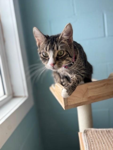 Enlarge Emma, an adopted Domestic Short Hair in Warren, OH image 1/4