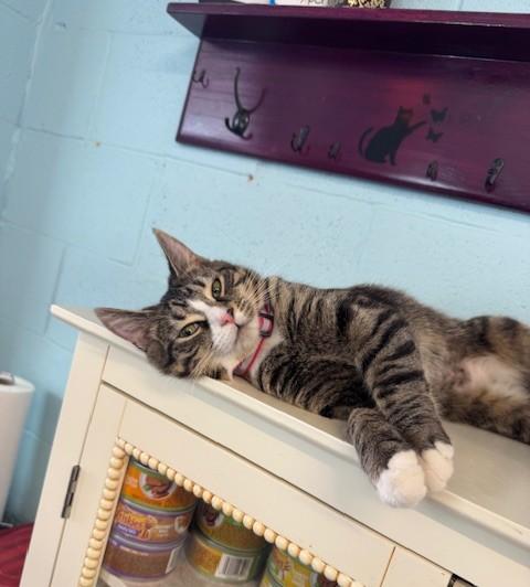 Enlarge Emma, an adopted Domestic Short Hair in Warren, OH image 3/4