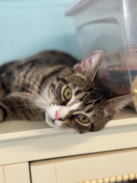 Enlarge Emma, an adopted Domestic Short Hair in Warren, OH image 4/4