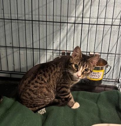 Enlarge Emma, an adopted Domestic Short Hair in Warren, OH image 2/4