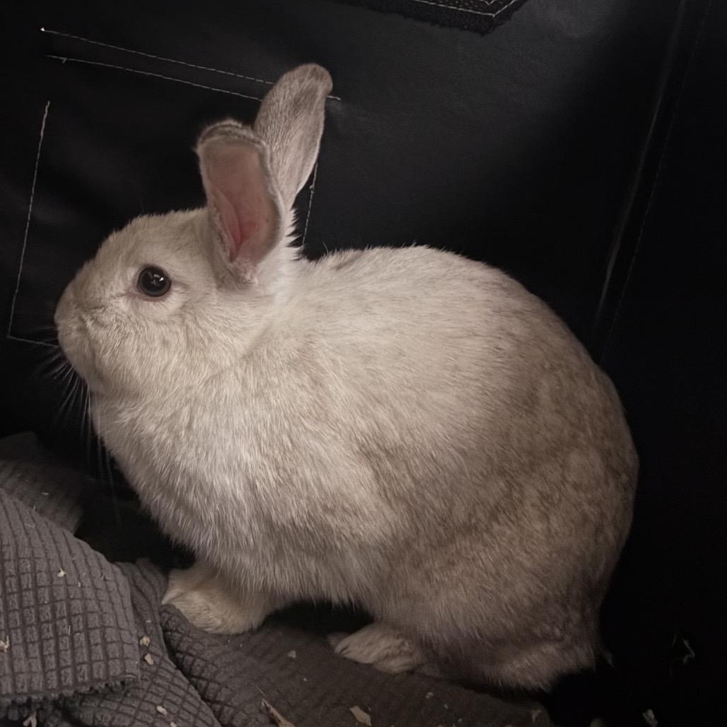 Mama, Adoptable, Adult Female Bunny Rabbit.