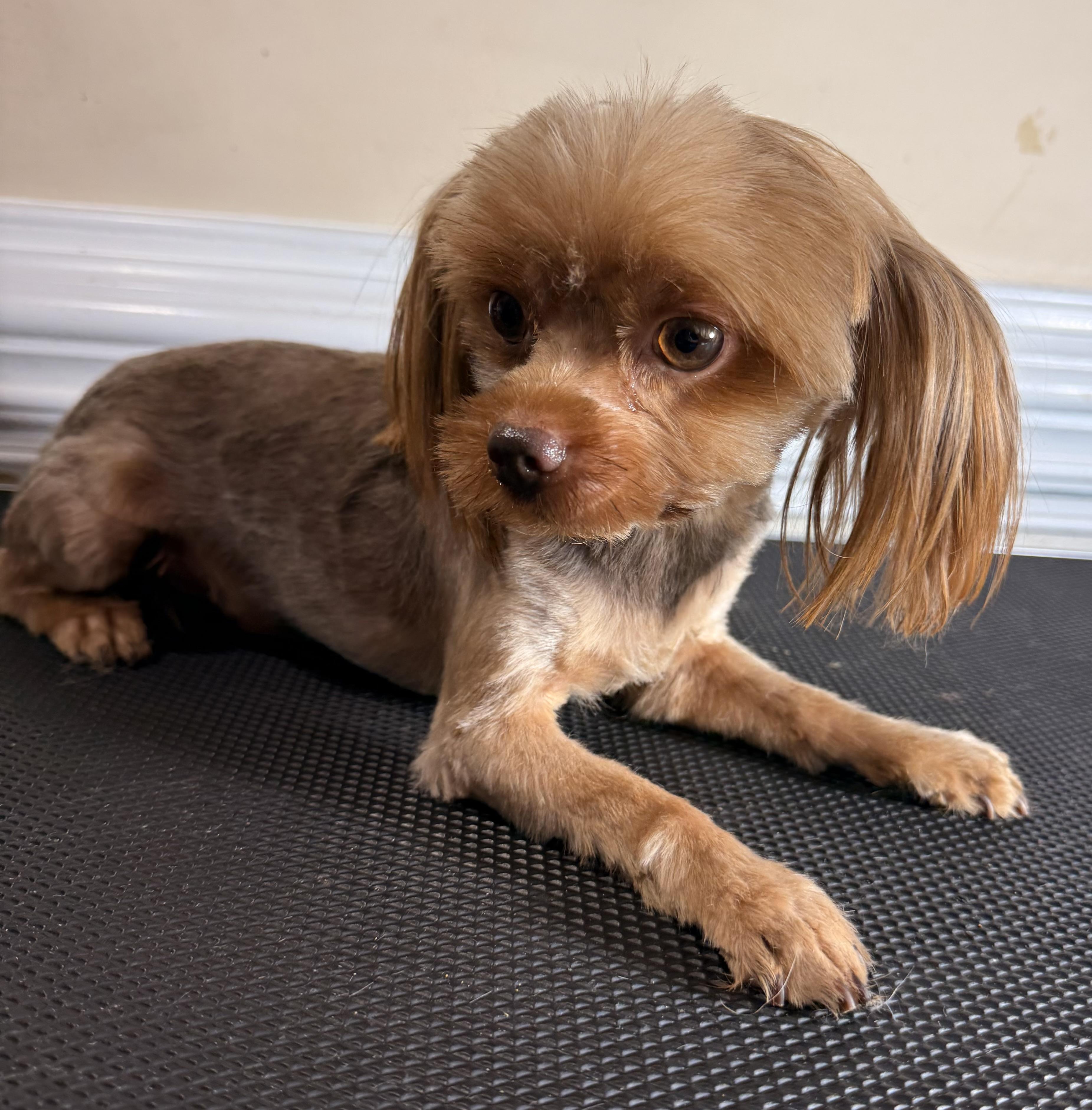 Enlarge Bubba, an adopted Yorkshire Terrier in Charlotte, NC image 2/3