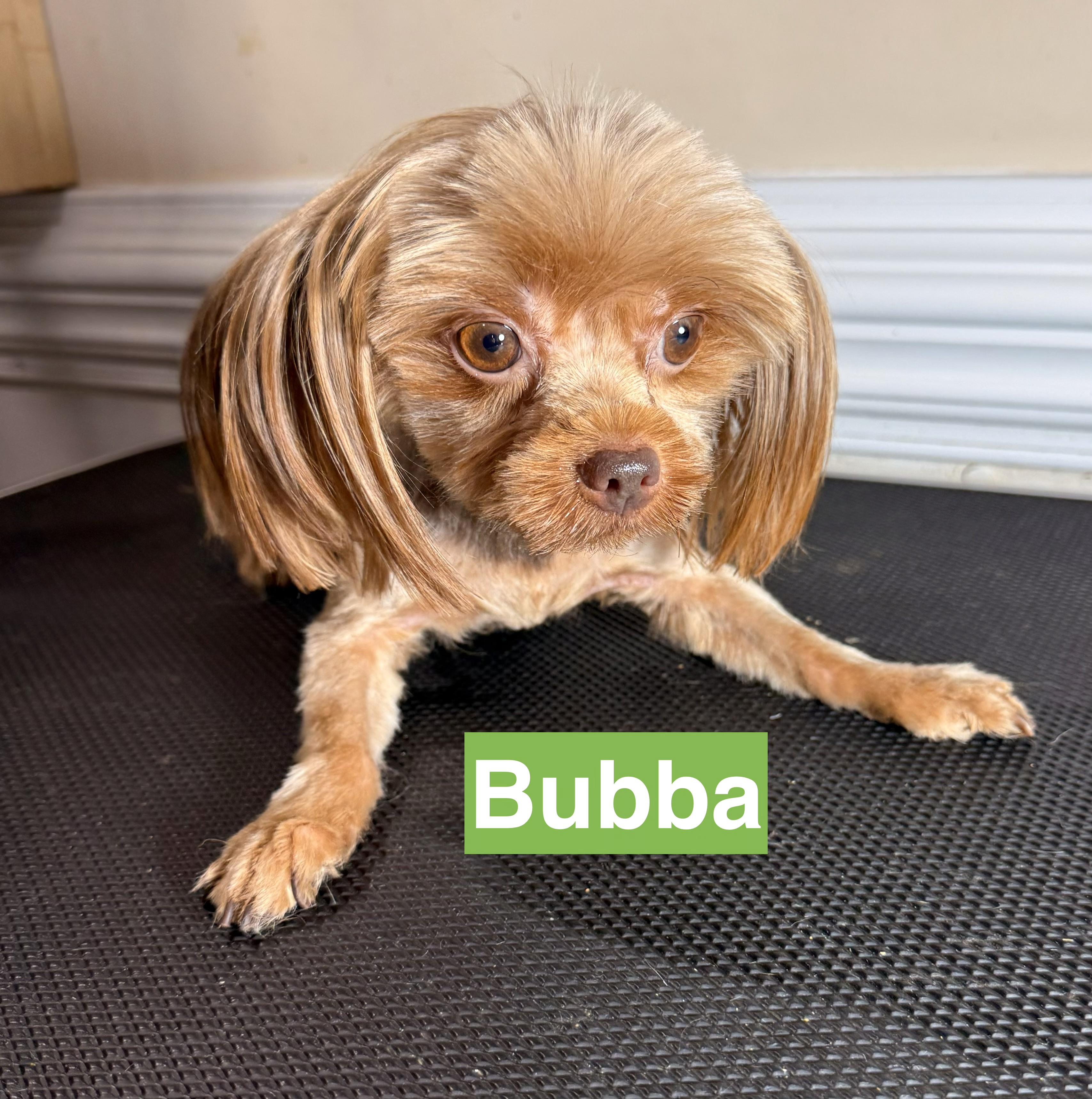Enlarge Bubba, an adopted Yorkshire Terrier in Charlotte, NC image 3/3