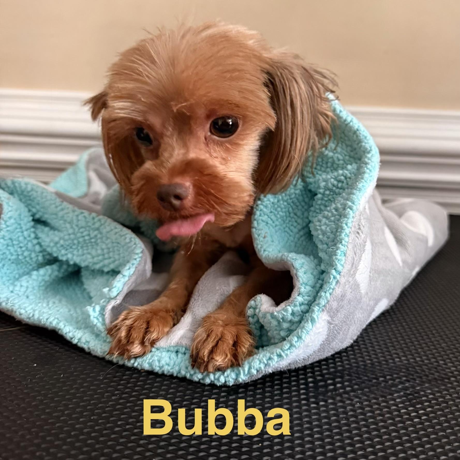 Bubba, adopted, Young Male Yorkshire Terrier.