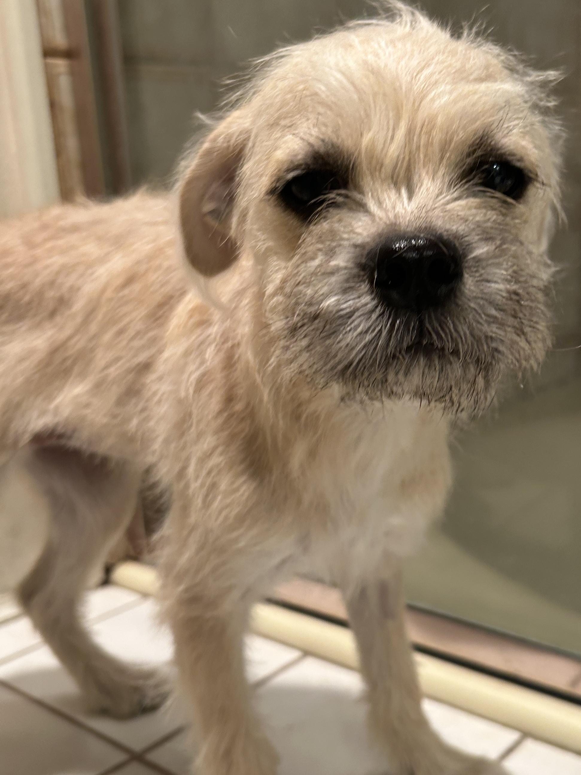 GINGER , ADOPTABLE, Puppy Female Spaniel.