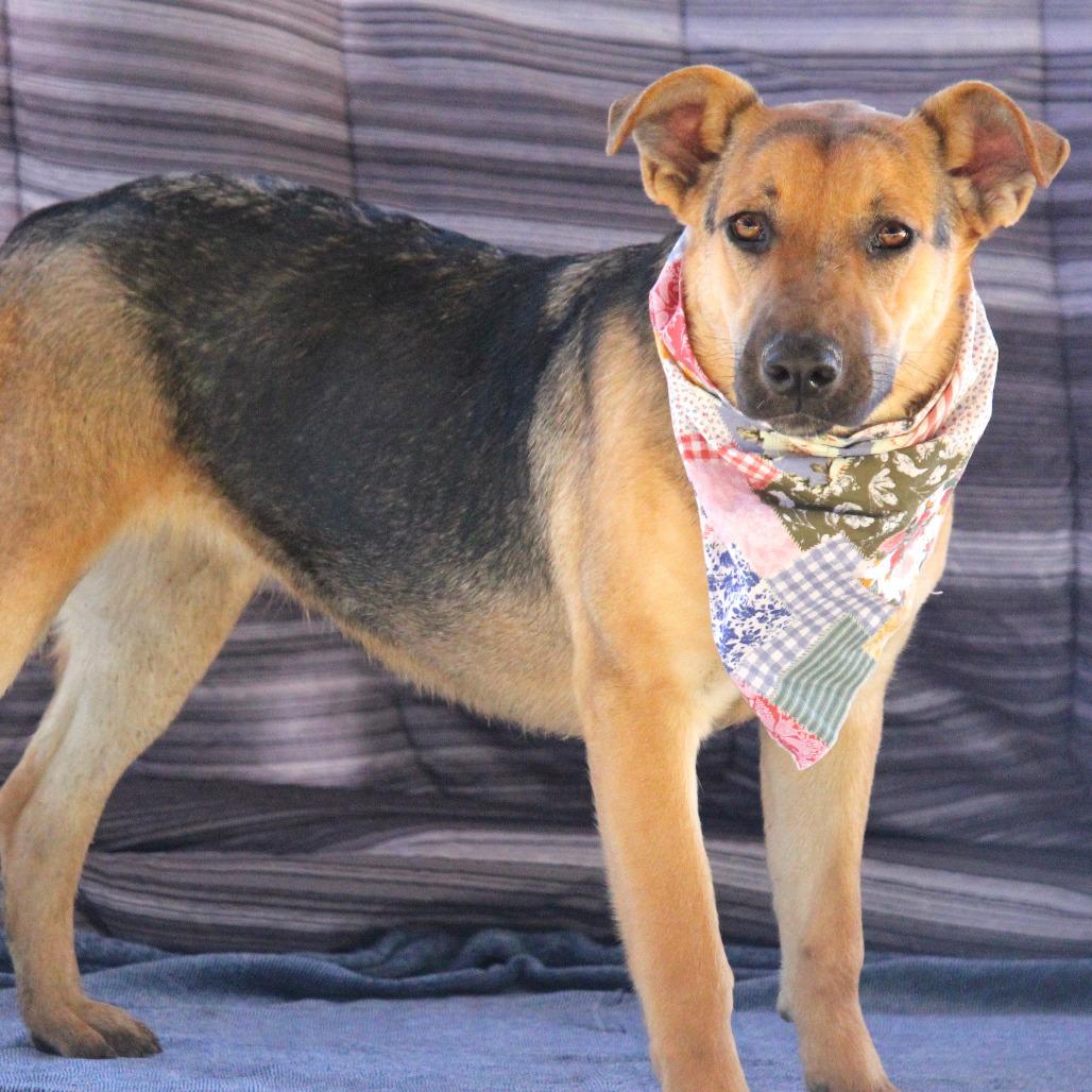Nori, Adoptable, Young Female Shepherd & Labrador Retriever.