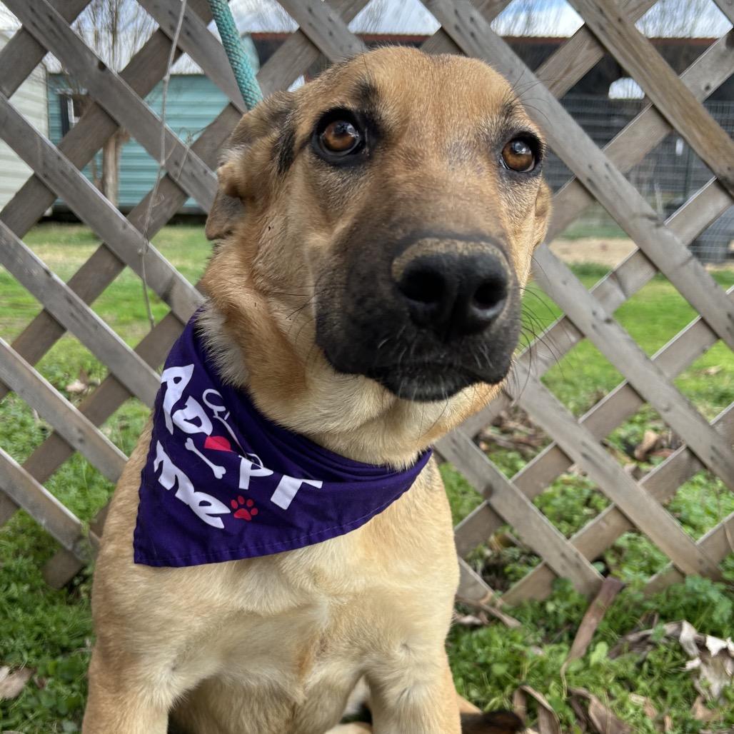 Nori, a Adoptable mixed breed in West Point, MS image 2/5