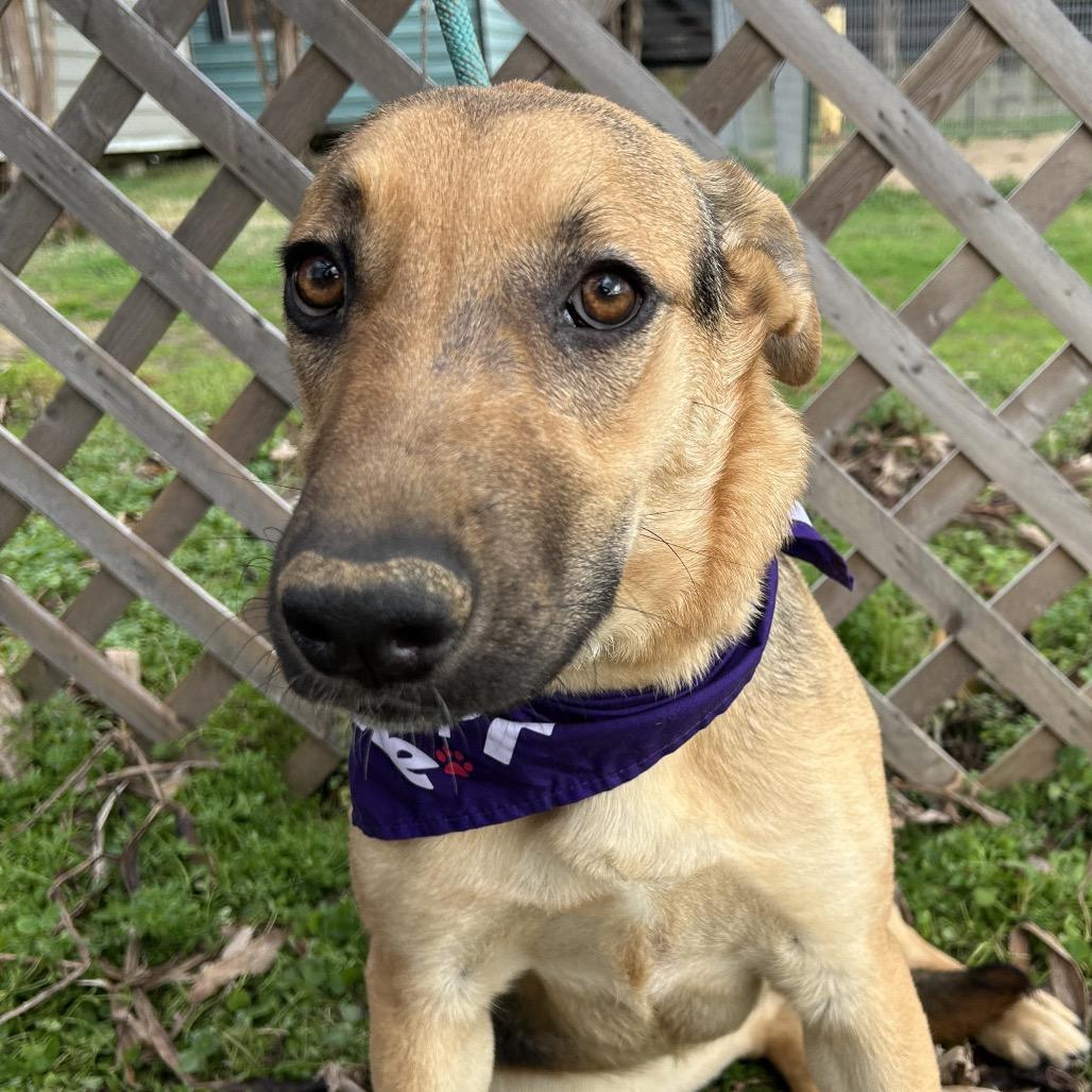 Nori, a Adoptable mixed breed in West Point, MS image 4/5