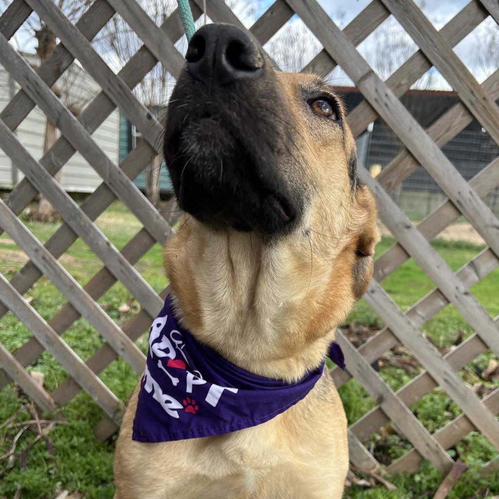 Nori, a Adoptable mixed breed in West Point, MS image 5/5