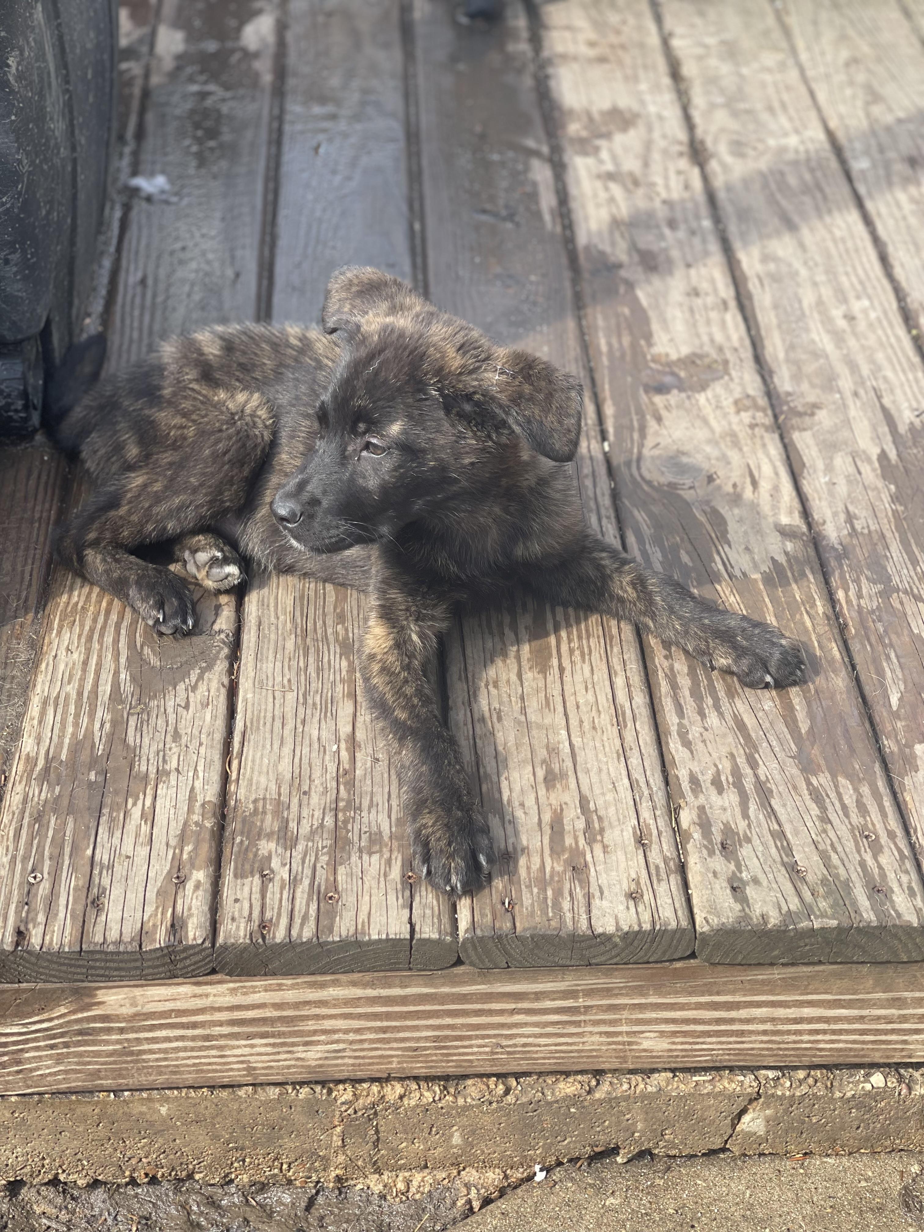 Enlarge Eya , an adopted German Shepherd Dog in Northlake, IL image 2/5