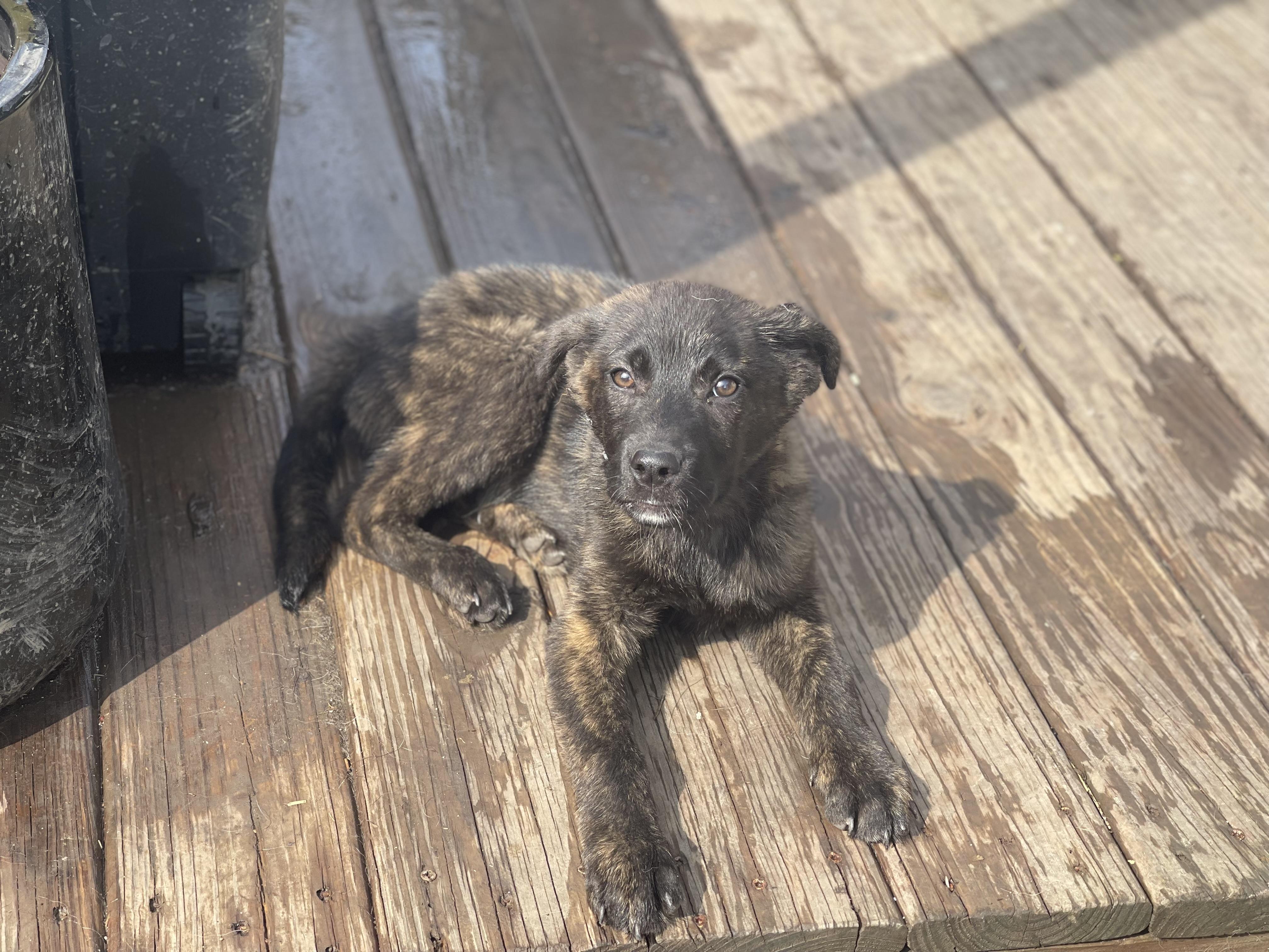 Enlarge Eya , an adopted German Shepherd Dog in Northlake, IL image 4/5