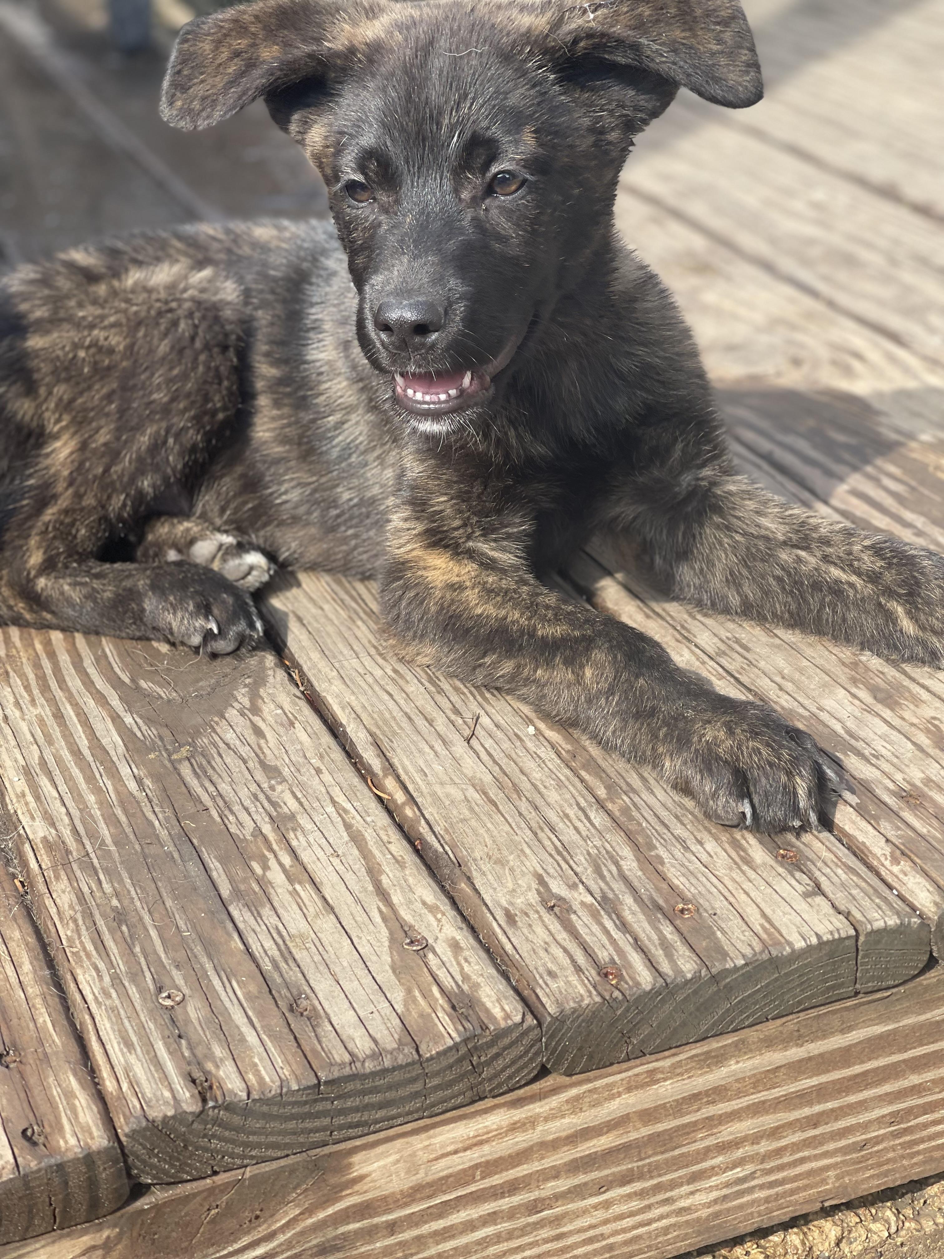 Enlarge Eya , an adopted German Shepherd Dog in Northlake, IL image 1/5