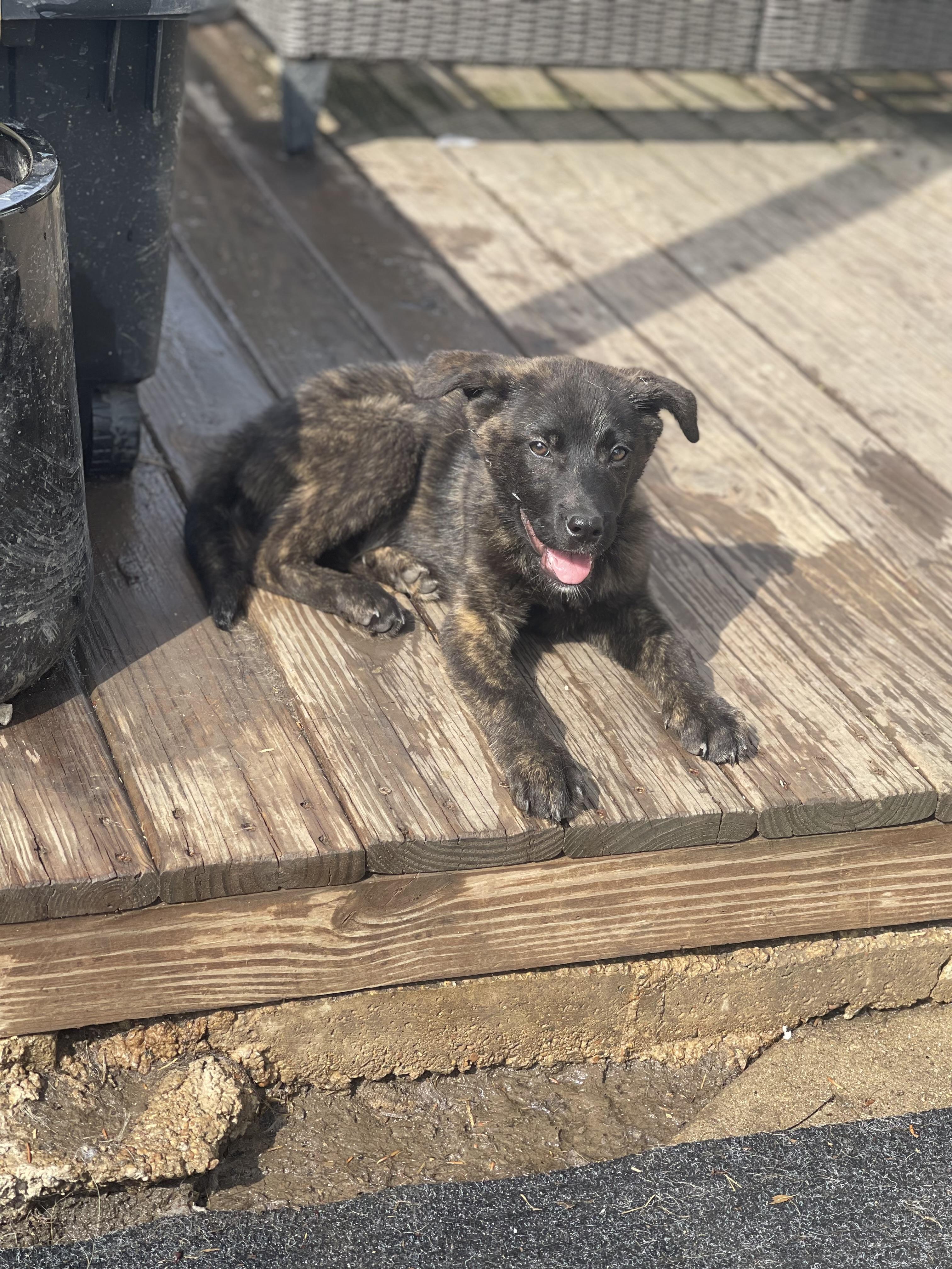 Enlarge Eya , an adopted German Shepherd Dog in Northlake, IL image 5/5