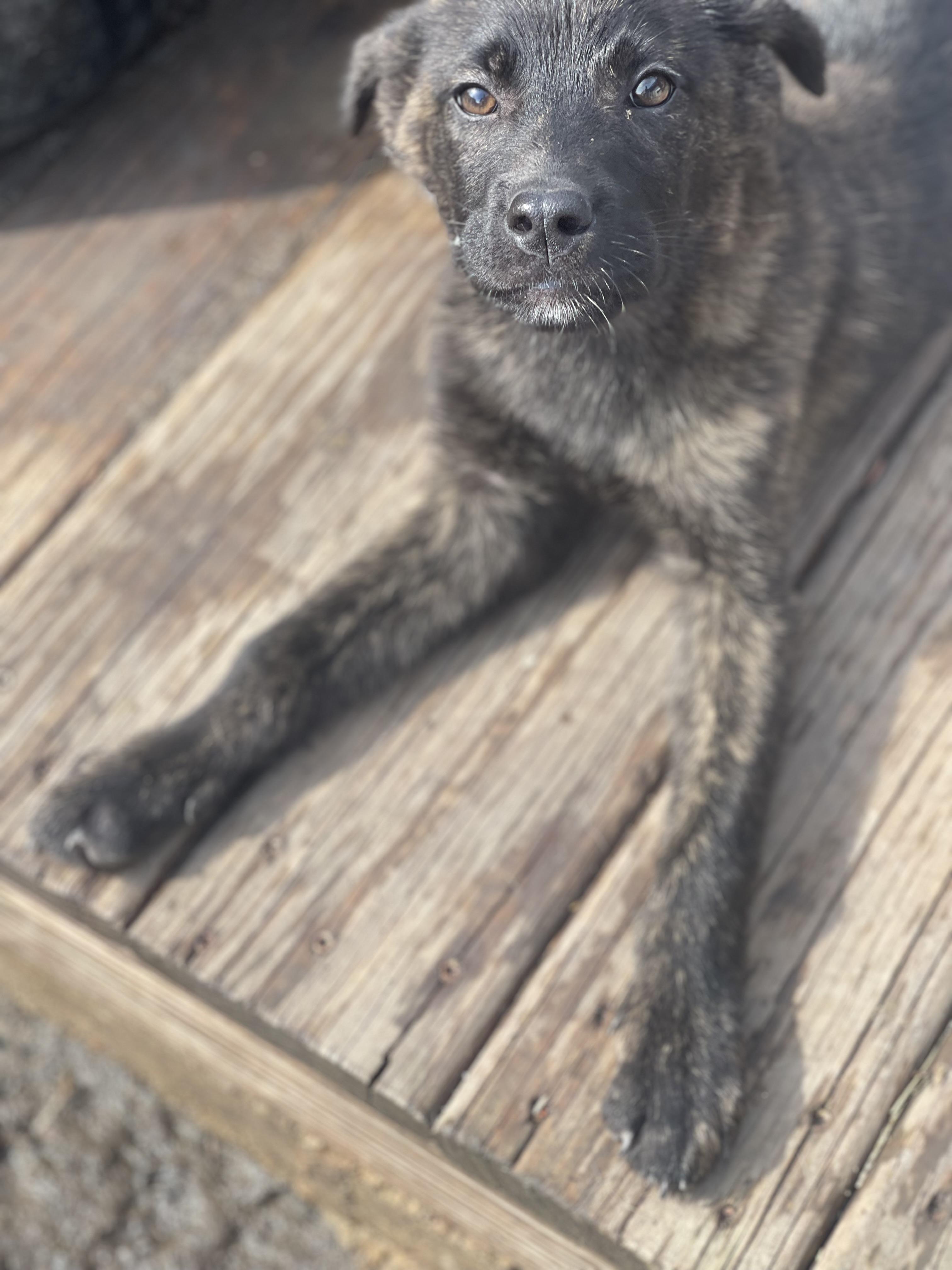Enlarge Eya , an adopted German Shepherd Dog in Northlake, IL image 3/5