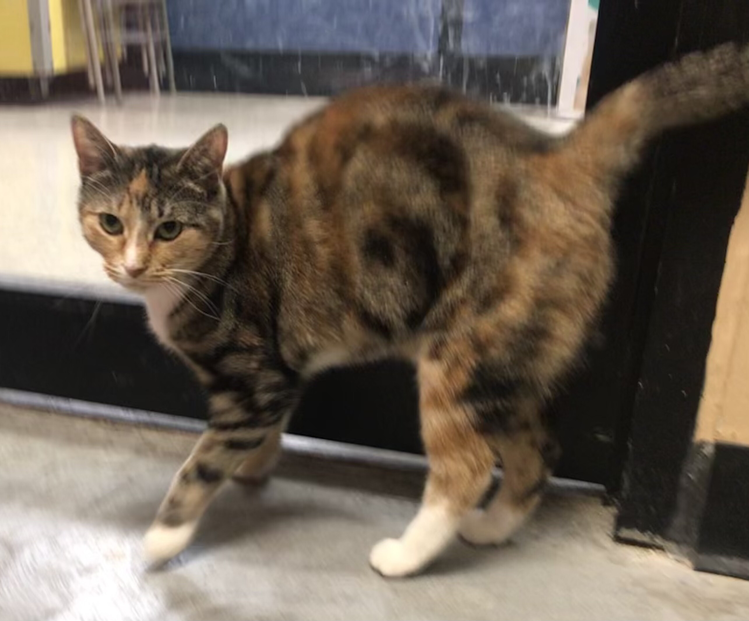 Lizzy #7788, Adoptable, Adult Female Calico & Tabby.