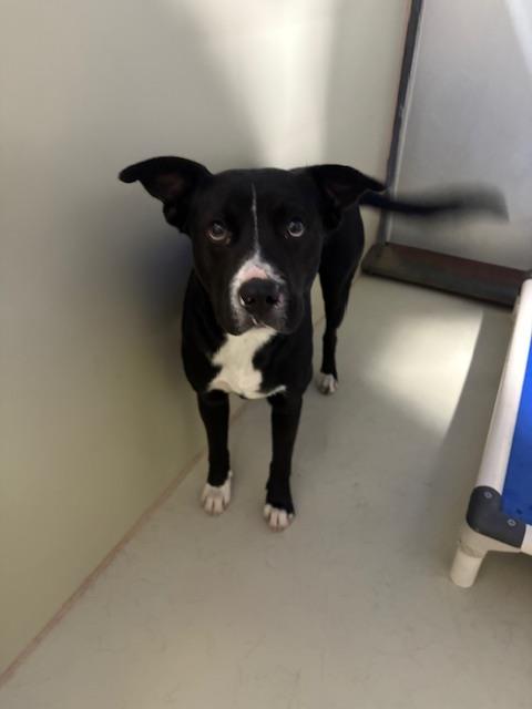 Enlarge Lucky, a ADOPTABLE Pit Bull Terrier in Thousand Oaks, CA image 2/2