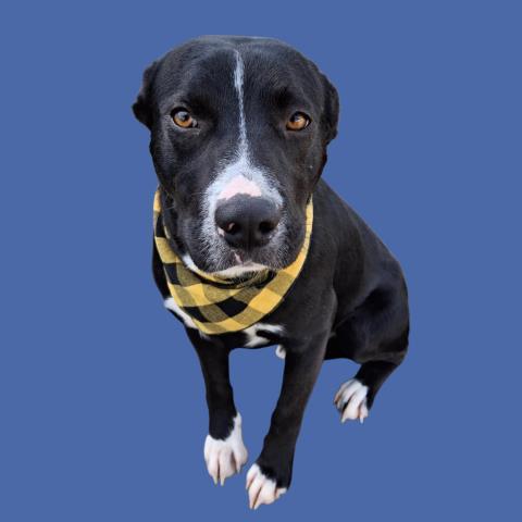 Lucky, ADOPTABLE, Adult Male Pit Bull Terrier.